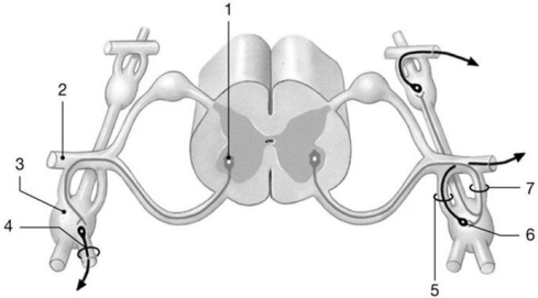 <strong> Figure 16-1 ANS Pathway Use Figure 16-1 to answer the following questions: Identify the structure labeled 1.</strong> A) somatic motor neuron B) preganglionic neuron C) sensory neuron D) ganglionic neuron E) astrocyte