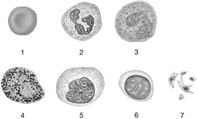 Figure 19-1 The Origins and Differentiation of Formed Elements Use Figure 19-1 to answer the following questions: -Identify the cell labeled 6.