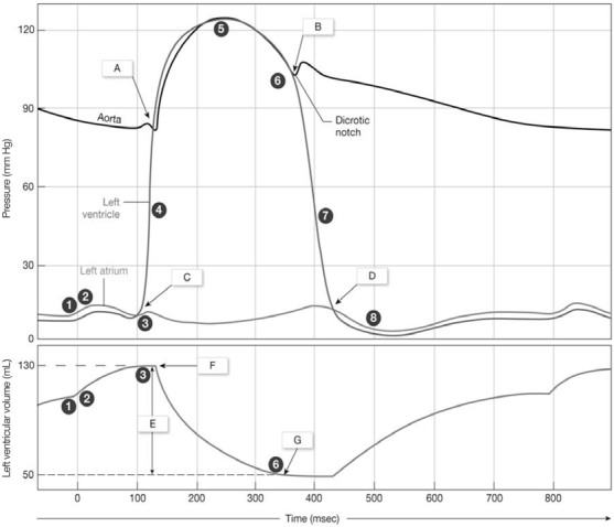Figure 20-2 Cardiac Cycle Use Figure 20-2 to answer the following questions: -What occurs at A on the graph?