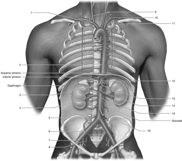 Figure 21-1 Arteries Use Figure 21-1 to answer the following questions: -Identify the arteries labeled 9.