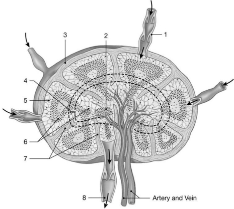 <strong>  Figure 22-1 The Structure of a Lymph Node Use Figure 22-1 to answer the following questions: Identify the structure labeled 2.</strong> A) deep cortex B) capsule C) subcapsular space D) trabeculae E) medullary cord <div style=padding-top: 35px> 