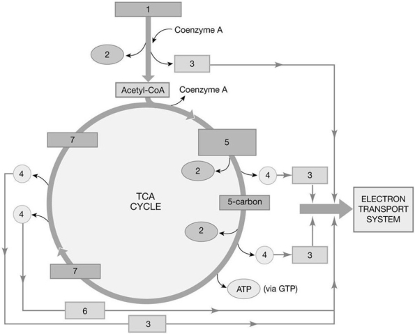 Figure 25-1 The Citric Acid Cycle Use Figure 25-1 to answer the following questions: -What is the molecule labeled 1?
