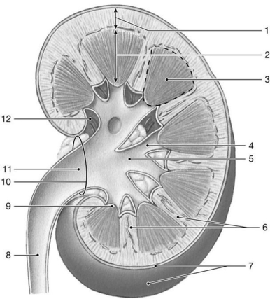<strong> Figure 26-1 The Structure of the Kidney Use Figure 26-1 to answer the following questions: Identify the structure labeled 9.</strong> A) renal sinus B) fibrous capsule C) renal pyramid D) renal papilla E) renal column