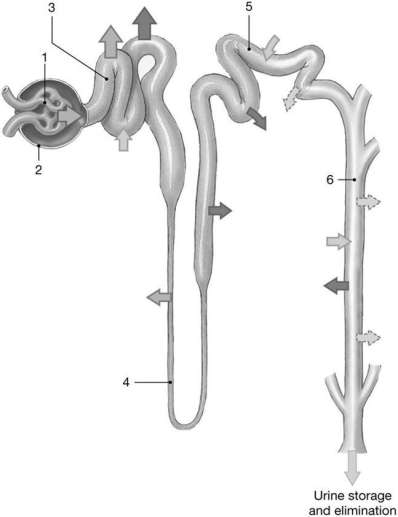 <strong> Figure 26-2 The Nephron Use Figure 26-2 to answer the following questions: Which area is sensitive to aldosterone?</strong> A) 2 B) 1 C) 4 D) 3 E) 5