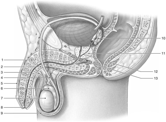 <strong> Figure 28-1 The Male Reproductive System Use Figure 28-1 to answer the following questions: Identify the structure labeled 12.</strong> A) prostatic urethra B) ejaculatory duct C) ductus deferens D) vas deferens E) membranous urethra