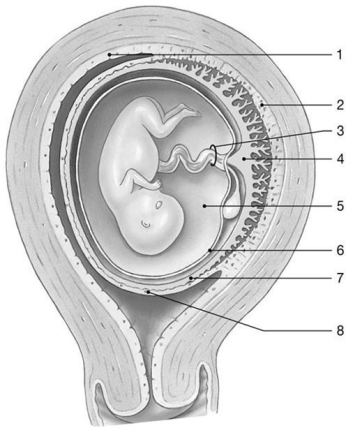 <strong> Figure 29-2 Fetus at 10 Weeks Use Figure 29-2 to answer the following questions: Identify the structure labeled 4.</strong> A) amnion B) chorion C) basal decidua D) placenta E) endometrium