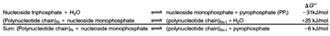 <strong>Based on the following,what can be said about the synthesis of polynucleotides?  </strong> A)polynucleotides are unstable and are rapidly degraded B)polynucleotide formation is made much more exergonic by the hydrolysis of pyrophosphate C)the hydrolysis of nucleoside triphosphates is the only driving force to make an overall irreversible reaction D)polynucleotides are highly resistant to hydrolysis,even in the presence of an acid catalyst E)none of the above <div style=padding-top: 35px> 