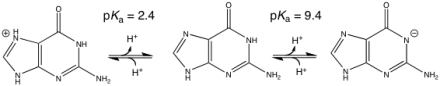 Based on the following,which is true regarding the acid/base properties of guanine?