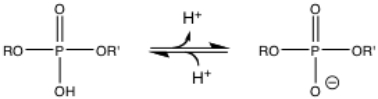   The protonated form on the left would predominate in the lysosome