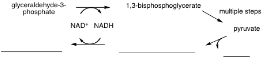 Provide the missing names or structures for the following scheme of the fermentation of pyruvate