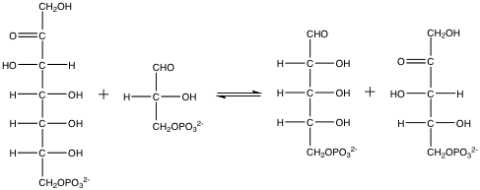 The following reaction would be catalyzed by which of the following enzymes?