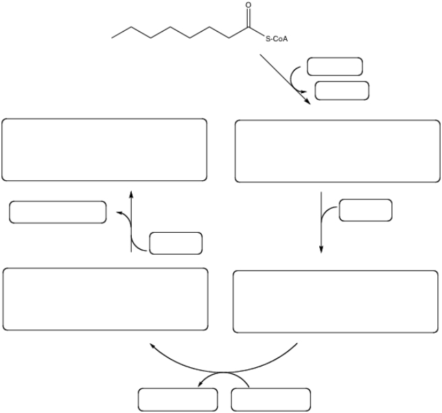 Fill in the missing structures and any reactants or products for one complete round of \beta -oxidation: