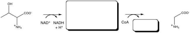 Provide the two missing items in the scheme that shows the metabolism of threonine to glycine.