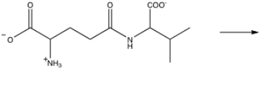 Give the products of the following reaction in the \gamma -glutamyl cycle.One product is an amino acid,the other,5-oxoproline.