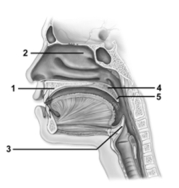 <strong> In this sagittal section showing the upper respiratory tract,what structure does number 2 indicate?</strong> A)Superior meatus B)Inferior meatus C)Vestibule D)Superior nasal concha E)Inferior nasal concha
