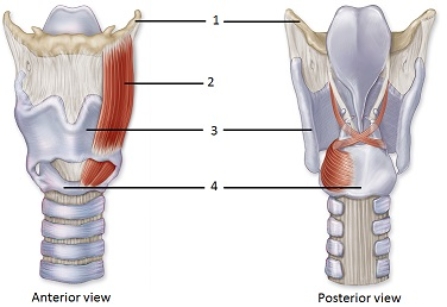 <strong> In these views of the larynx,what structure does number 4 indicate?</strong> A)Tracheal cartilage B)Thyroid cartilage C)Arytenoid cartilage D)Cricoid cartilage E)Corniculate cartilage