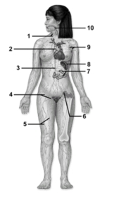 <strong> This figure shows the lymphatic system.Which number indicates the inguinal lymph nodes?</strong> A)1 B)4 C)5 D)9 E)10