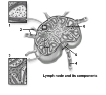 <strong> This figure shows a lymph node and its components.Which is not visible in the enlarged region indicated by number 3?</strong> A)Medullary sinus B)Lymphocytes C)Trabecula D)Cortical sinus E)Macrophage