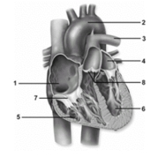 <strong> In this figure showing an anterior view of the heart,the left atrium is noted by number _____.</strong> A)1 B)2 C)3 D)4 E)5