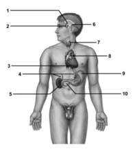 <strong> This figure shows the endocrine system.Which structure does number 10 indicate?</strong> A)Adrenal gland B)Thyroid gland C)Pituitary gland D)Pancreas E)Hypothalamus
