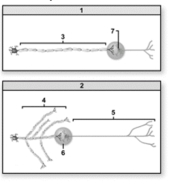 <strong> Which of the diagrams illustrates a parasympathetic ANS pathway?</strong> A)1 B)2
