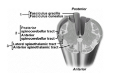 <strong> What pathway does number 1 indicate?</strong> A)Spinocerebellar pathway B)Posterior funiculus-medial lemniscal pathway C)Anterolateral pathway D)Fascicular pathway E)Reticulospinal pathway