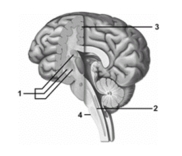 <strong> In this partially cut-away brain diagram,what collective feature does number 1 indicate?</strong> A)Primary motor cortex B)Thalamus C)Cerebral nuclei D)Reticular formation E)Cerebellar nuclei