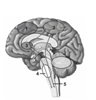 <strong> This figure shows regions of the brain that participate in the control of somatic motor activities.What feature does number 1 indicate?</strong> A)Primary motor cortex B)Motor association areas C)Pontine nuclei of the indirect system D)Pyramidal system E)Lower motor neurons