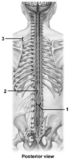 <strong> This figure shows the spinal cord and spinal nerves.What structure does number 3 indicate?</strong> A)Cervical plexus B)Brachial plexus C)Cervical enlargement D)Lumbosacral enlargement E)Sacral plexus
