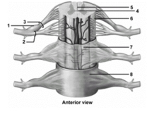 <strong> This figure shows an anterior view of the spinal cord and meninges.What structure does number 1 indicate?</strong> A)Anterior root B)Posterior root C)Anterior root ganglion D)Posterior root ganglion E)Gray commissure