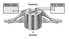 <strong> This figure shows a cross section of the spinal cord.What structure does number 4 indicate?</strong> A)Posterior median sulcus B)White commissure C)Anterior funiculus D)Lateral funiculus E)Anterior median fissure