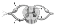 <strong> This figure shows neuron pathways and nuclei locations.What type of nuclei does number 1 indicate?</strong> A)Somatic motor nuclei B)Autonomic motor nuclei C)Visceral sensory nuclei D)Somatic sensory nuclei E)None of the choices is correct.