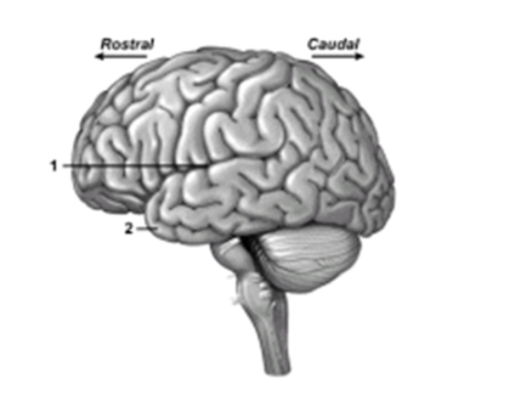 -This figure shows a left lateral view of the brain.What lobe does number 2 indicate?