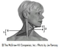 <strong> This figure shows the triangles of the neck.Which triangle does number 4 indicate?</strong> A)Carotid triangle B)Occipital triangle C)Submental triangle D)Submandibular triangle E)Supraclavicular triangle