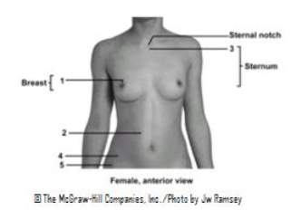 <strong> This figure shows an anterior view of the female.Which number indicates the areola?</strong> A)1 B)2 C)3 D)4 E)5