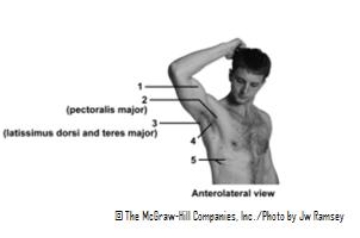 <strong> This figure shows an anterolateral view of the axilla and trunk.Which number indicates the axilla?</strong> A)1 B)2 C)3 D)4 E)5