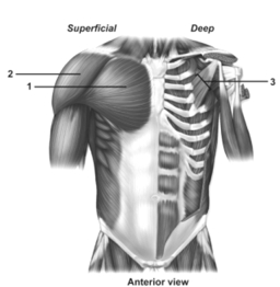 <strong> This figure shows the muscles of the anterior trunk.What muscle does number 2 indicate?</strong> A)Pectoralis major B)Deltoid C)Latissimus dorsi D)Biceps brachii E)Pectoralis minor