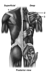 <strong> -This figure shows the muscles of the posterior trunk.What muscle does number 1 indicate?</strong> A)Trapezius B)Rhomboid major C)Latissimus dorsi D)Infraspinatus E)Supraspinatus