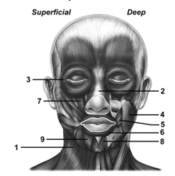 <strong> This figure shows the muscles of facial expression.What muscle does number 1 indicate?</strong> A)Nasalis B)Procerus C)Epicranius D)Orbicularis oculi E)Platysma