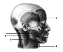 <strong> This figure shows a lateral view of the muscles of facial expression.What muscle does number 4 indicate?</strong> A)Temporalis B)Masseter C)Buccinator D)Sternocleidomastoid E)Platysma