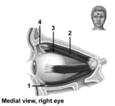 <strong> This figure shows a medial view of the right eye.What structure does number 4 indicate?</strong> A)Trochlea B)Common tendinous ring C)Optic nerve D)Optic canal E)Superior rectus muscle
