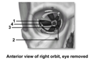 <strong> This figure shows an anterior view of the right orbit.What feature does number 3 indicate?</strong> A)Trochlea B)Common tendinous ring C)Optic nerve D)Optic canal E)Central tendinous ring