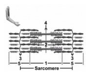 <strong> This sarcomere depicts relaxed muscle.Number 1 denotes the</strong> A)A band. B)H zone. C)Z disc. D)M line. E)I band.