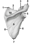 <strong> -This figure shows the scapula.The feature indicated by number 6 is the _____ border.</strong> A)superior B)medial C)lateral D)anterior E)vertebral