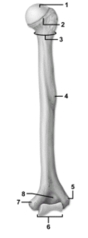 <strong> -This figure shows the humerus.The feature indicated by number 3 is the</strong> A)surgical neck. B)anatomical neck. C)greater tubercle. D)lesser tubercle. E)deltoid tuberosity.