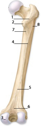 <strong> -This figure shows the femur.The feature indicated by number 1 is the</strong> A)arcuate line. B)posterior superior iliac spine. C)intertrochanteric line. D)intertrochanteric crest. E)pectineal line.