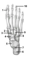<strong> -This figure shows the bones of the ankle and foot.What view is shown?</strong> A)Inferior view of left ankle and foot B)Superior view of left ankle and foot C)Superior view of right ankle and foot D)Ventral view of right ankle and foot E)Lateral view of right ankle and foot