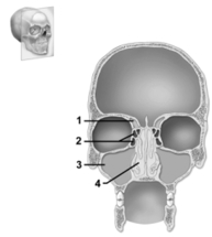 <strong> This figure shows the major cavities within the skull.Which number indicates the frontal sinus?</strong> A)1 B)2 C)3 D)4 E)The frontal sinus is not shown on this figure.