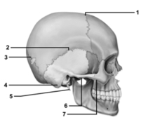 <strong> This figure shows a lateral view of the skull.Which number indicates the lambdoid suture?</strong> A)1 B)2 C)3 D)4 E)The lambdoid suture is not shown on this figure.