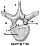 <strong> This figure shows a superior view of a vertebra.Which number indicates the spinous process?</strong> A)1 B)2 C)3 D)6 E)7